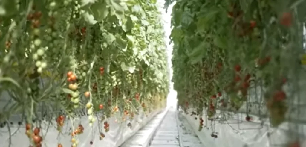 High-wire tomato crop with ripe fruit in a commercial greenhouse