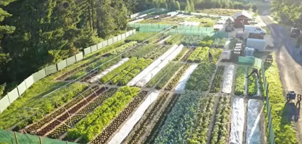 Vegetable seedlings growing on benches in a greenhouse nursery